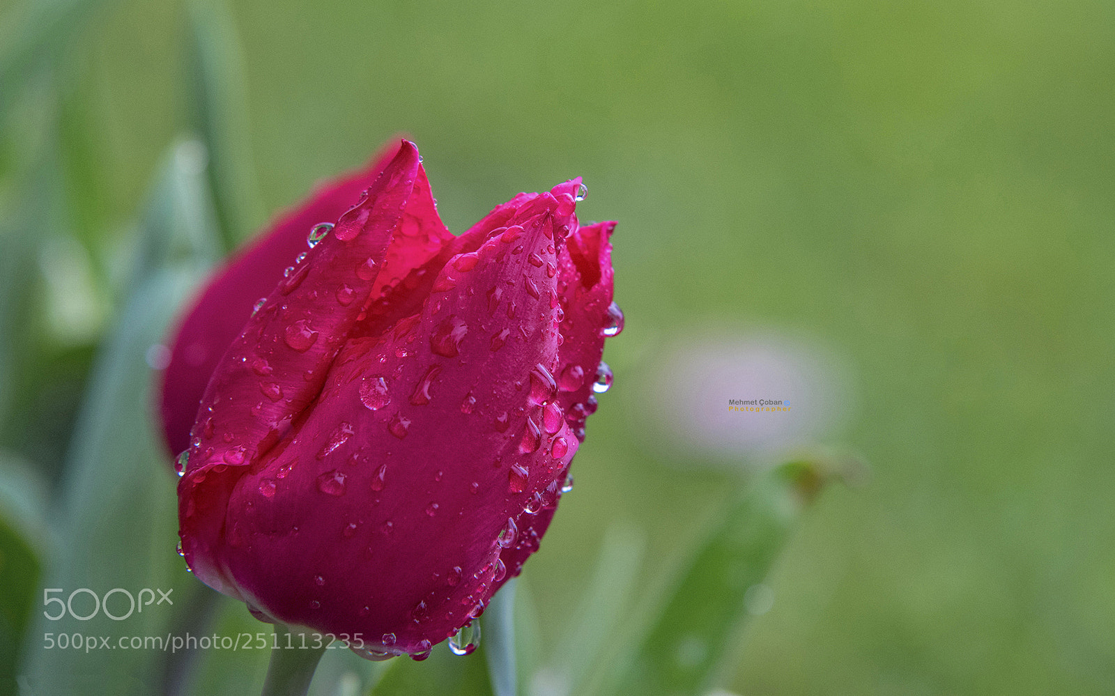 Pentax K-3 II sample photo. Head over ears in photography