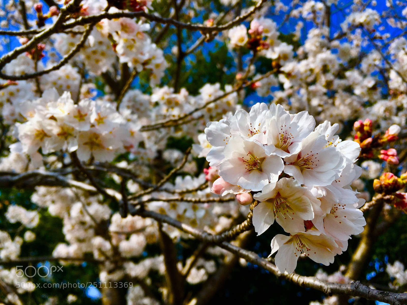 Apple iPhone 6s sample photo. Sakura photography