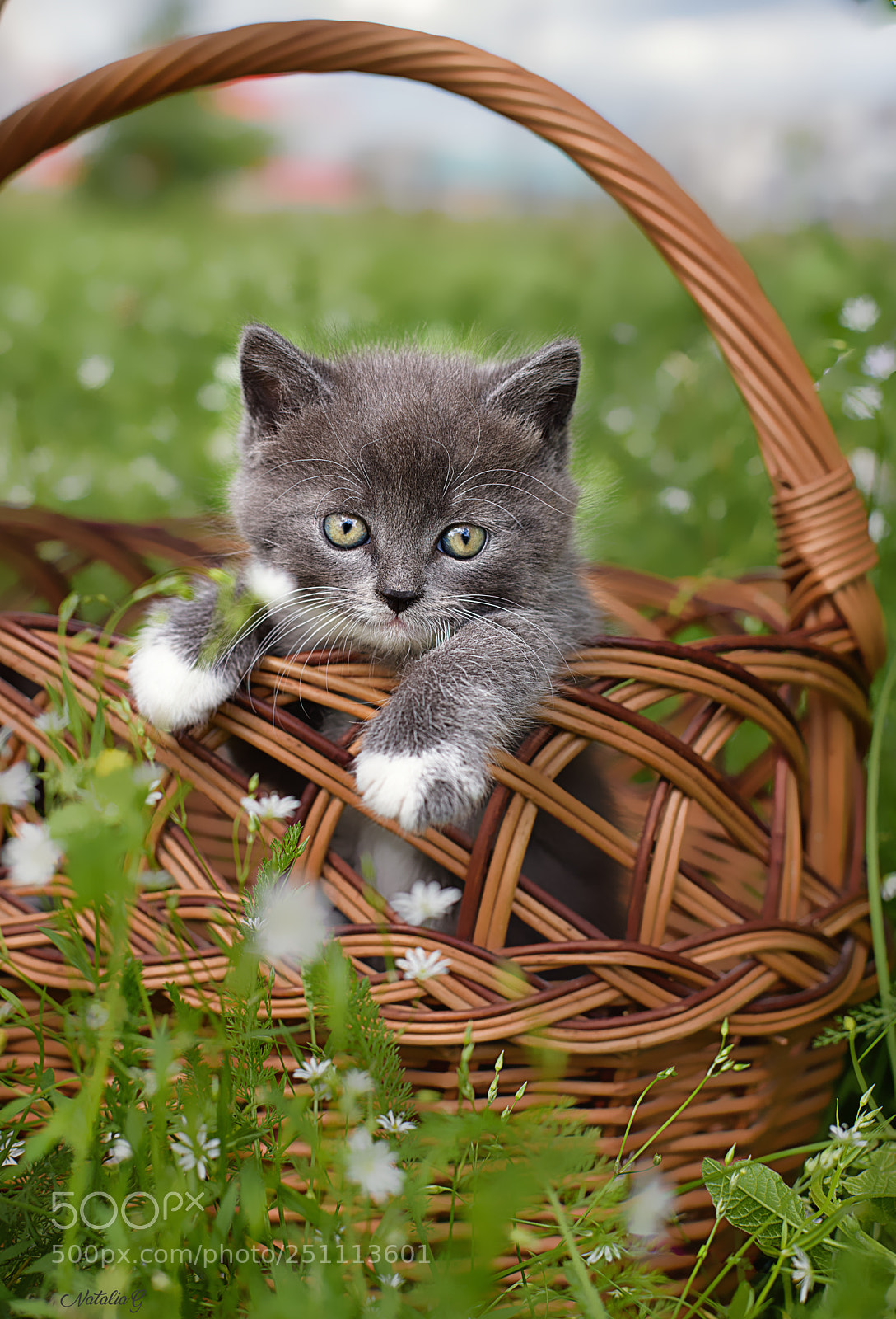 Nikon D810 sample photo. Kitten photography