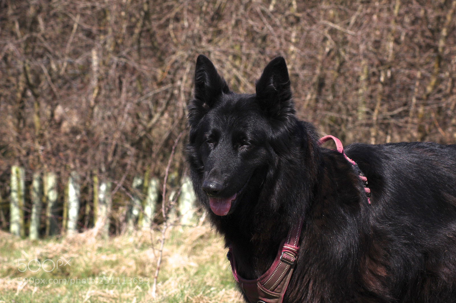 Canon EOS 600D (Rebel EOS T3i / EOS Kiss X5) sample photo. Holly in the sunshine photography