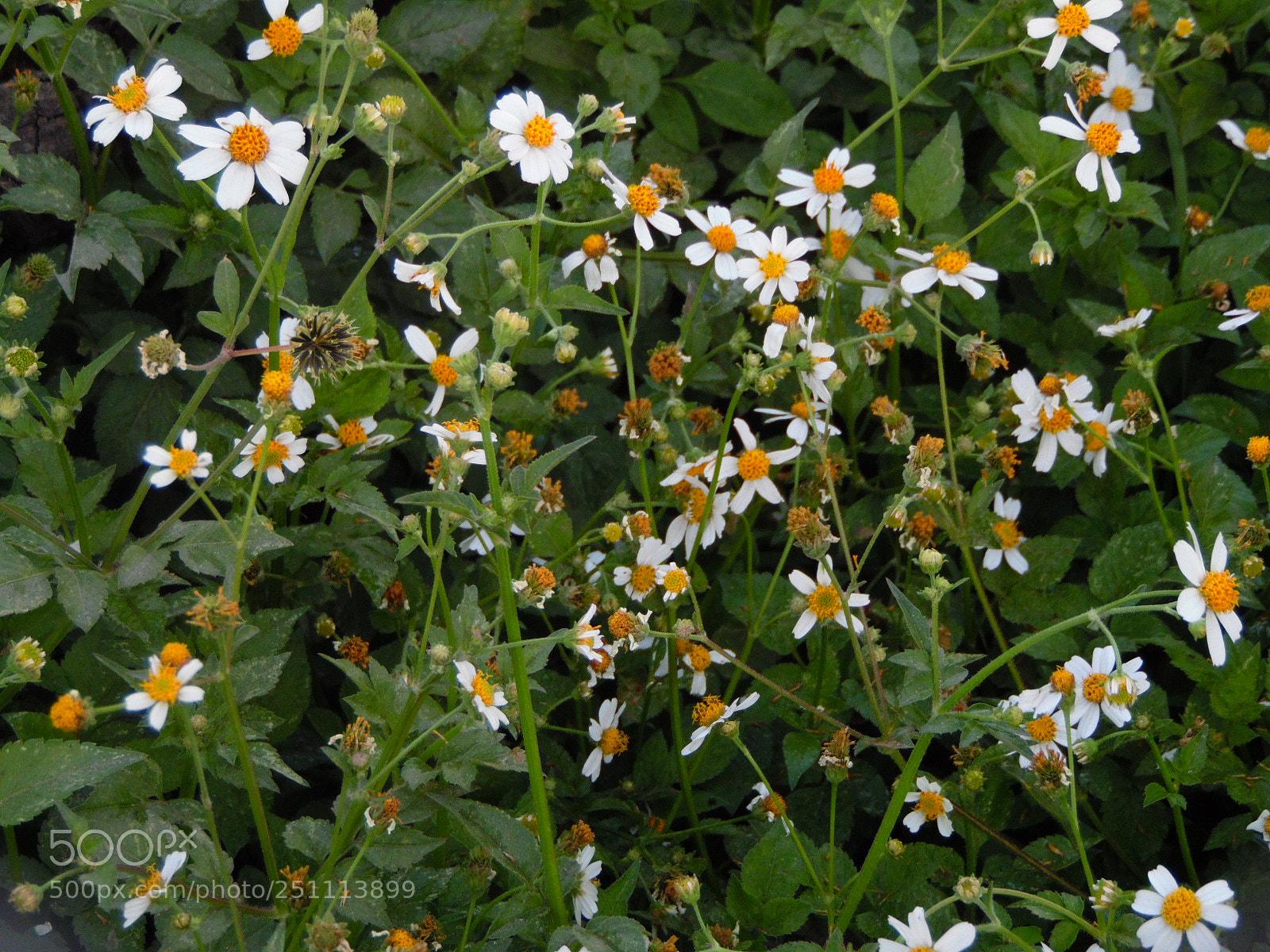 Samsung WB1100F/WB1101F/WB1102F sample photo. Time photography