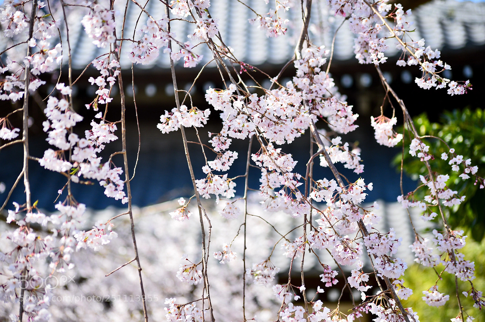 Nikon Df sample photo. Cherry blossoms in old photography