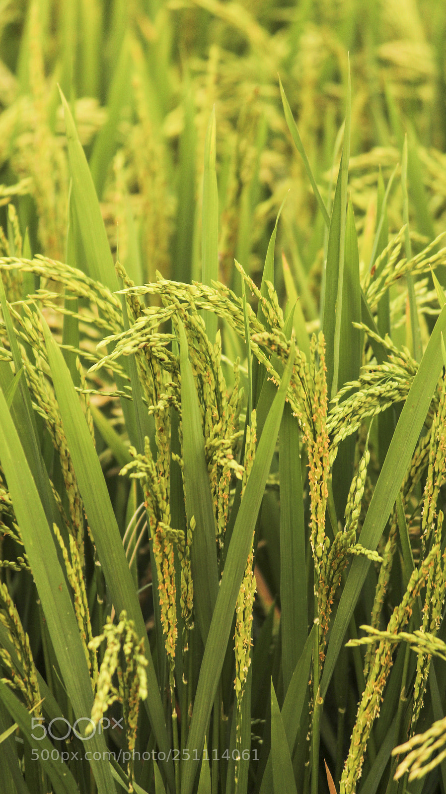 Canon EOS 700D (EOS Rebel T5i / EOS Kiss X7i) sample photo. Farm rice photography