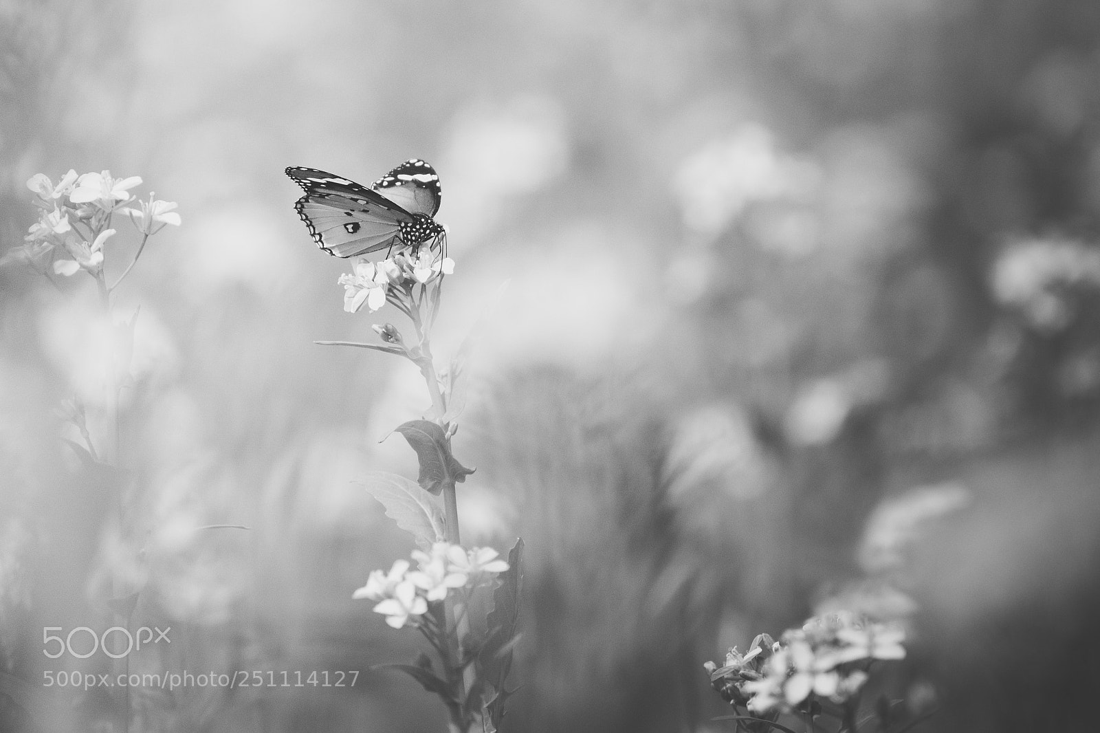 Nikon D5300 sample photo. The butterfly photography