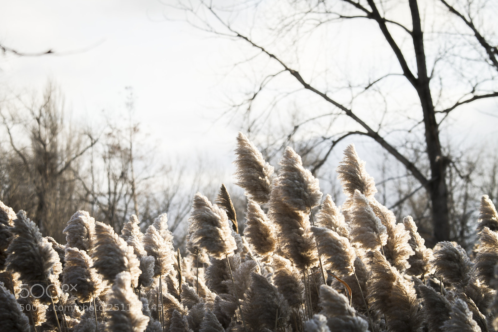 Canon EOS 7D sample photo. Img photography