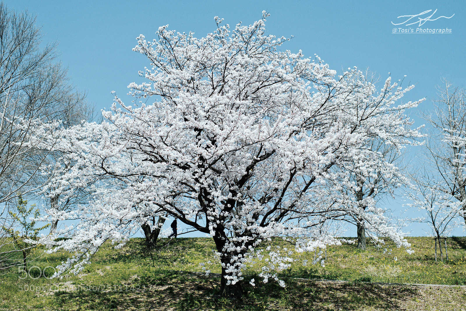 Nikon D850 sample photo. Walking along cherry blossoms photography