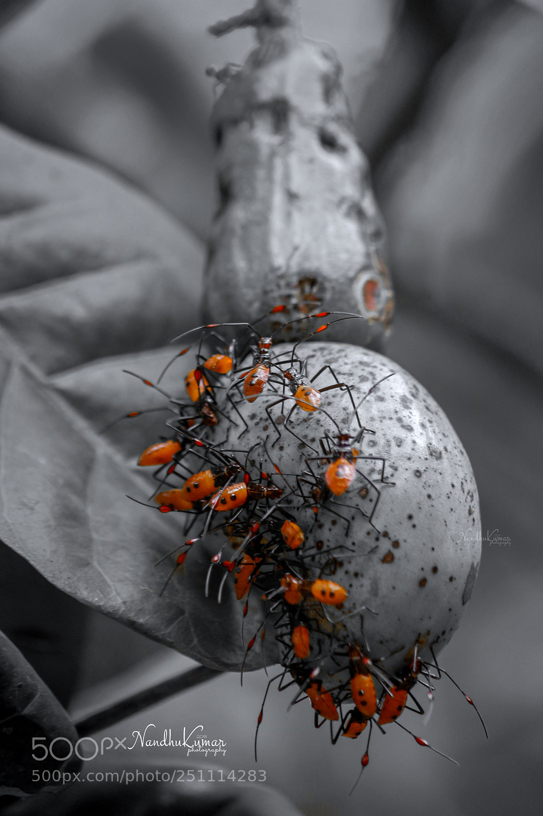 Canon EOS 700D (EOS Rebel T5i / EOS Kiss X7i) sample photo. Ants on cashew fruit photography