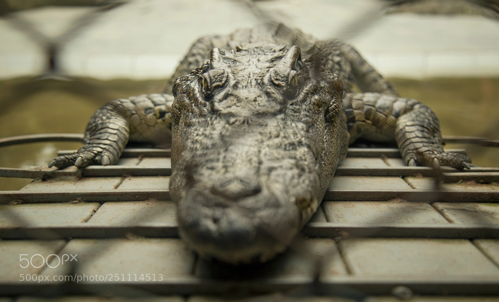 Canon EOS 5D Mark II sample photo. Hunter is waiting photography