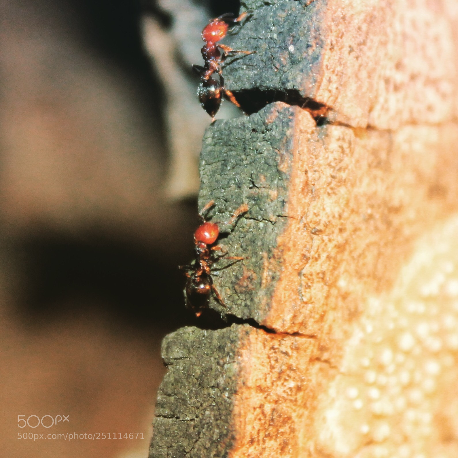 Canon EOS 1300D (EOS Rebel T6 / EOS Kiss X80) sample photo. Ants  photography