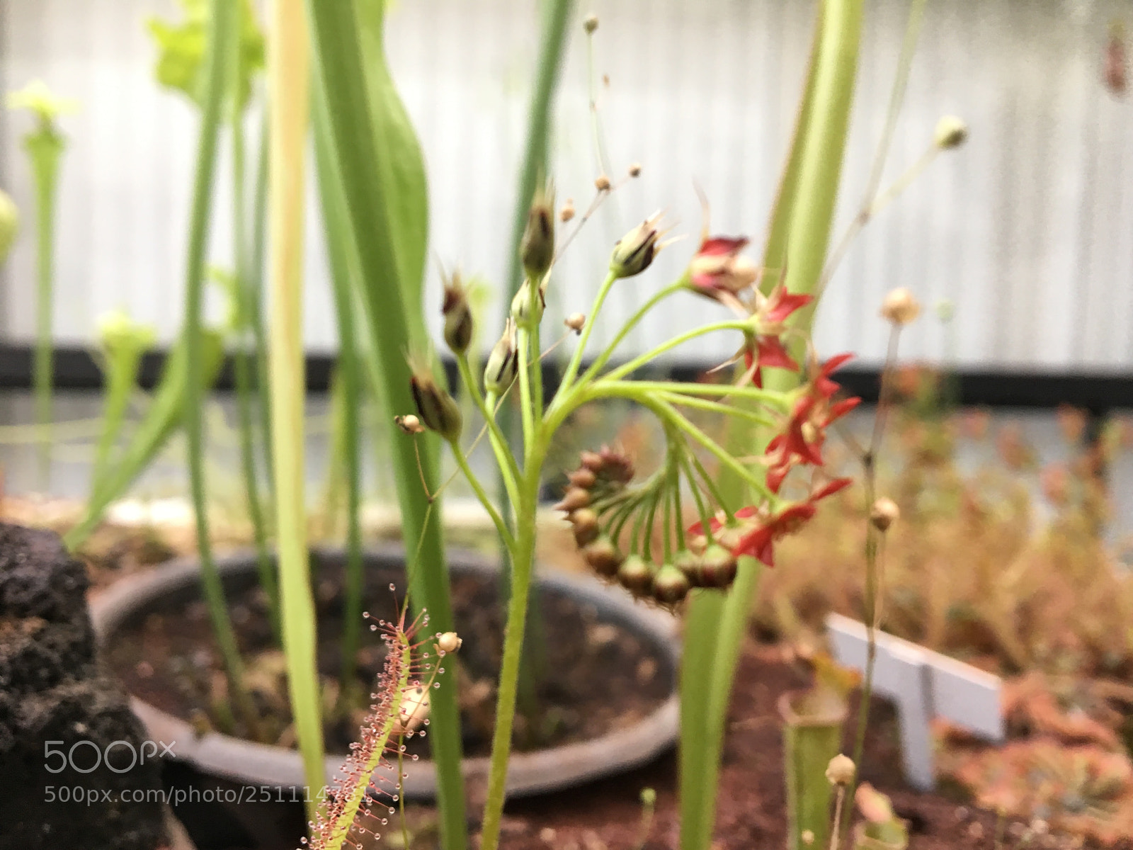 Apple iPhone 6s sample photo. Untitled photography