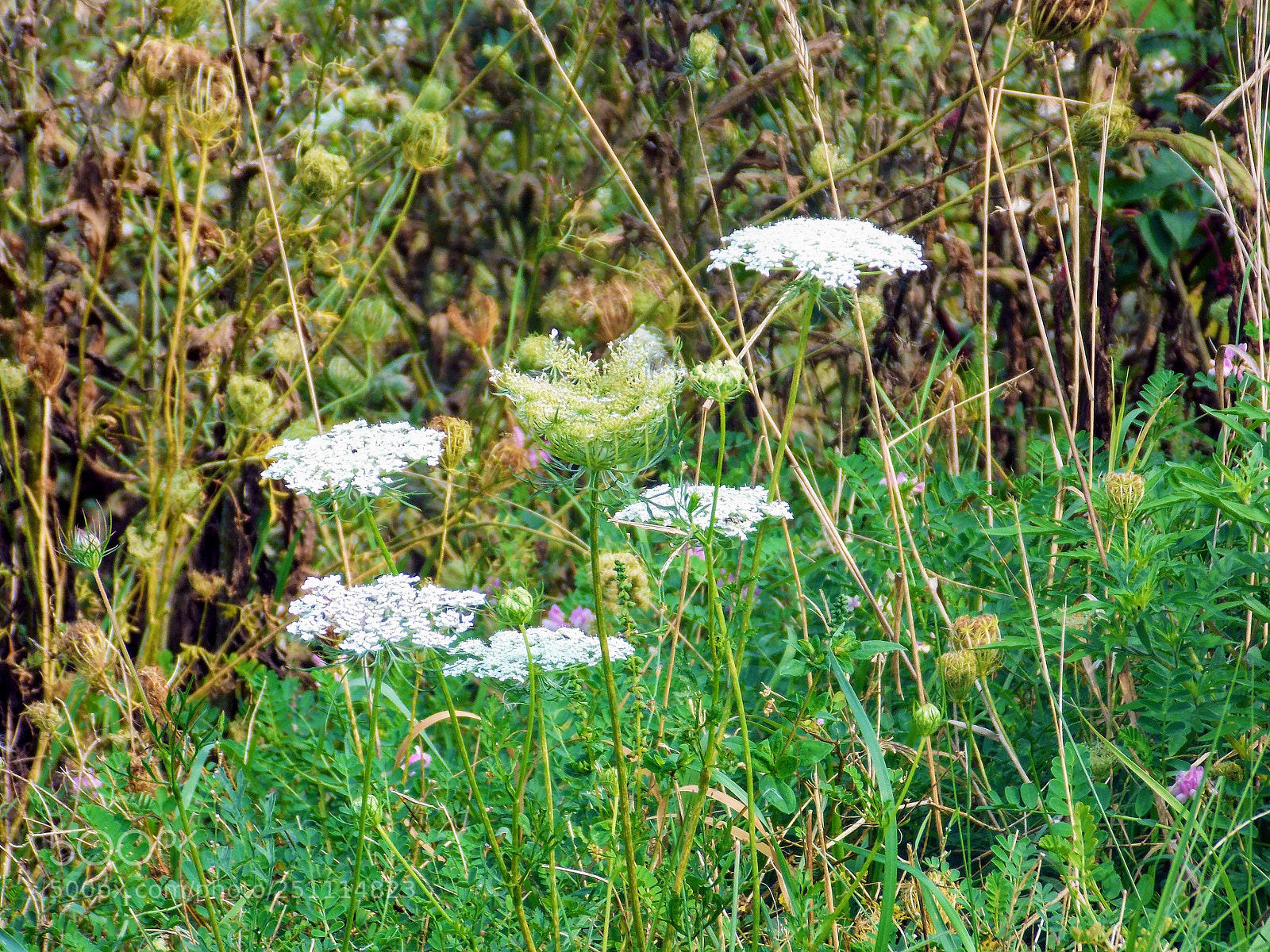 Nikon Coolpix L810 sample photo. Flowers photography
