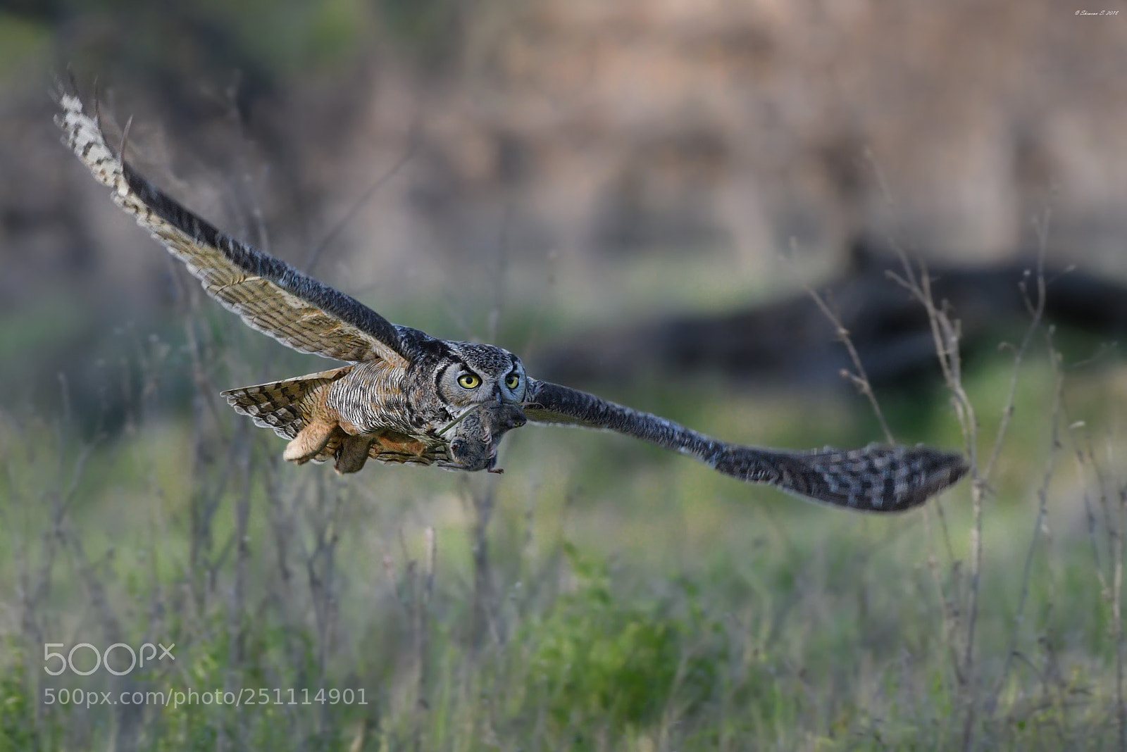 Nikon D810 sample photo. Amazon prime photography