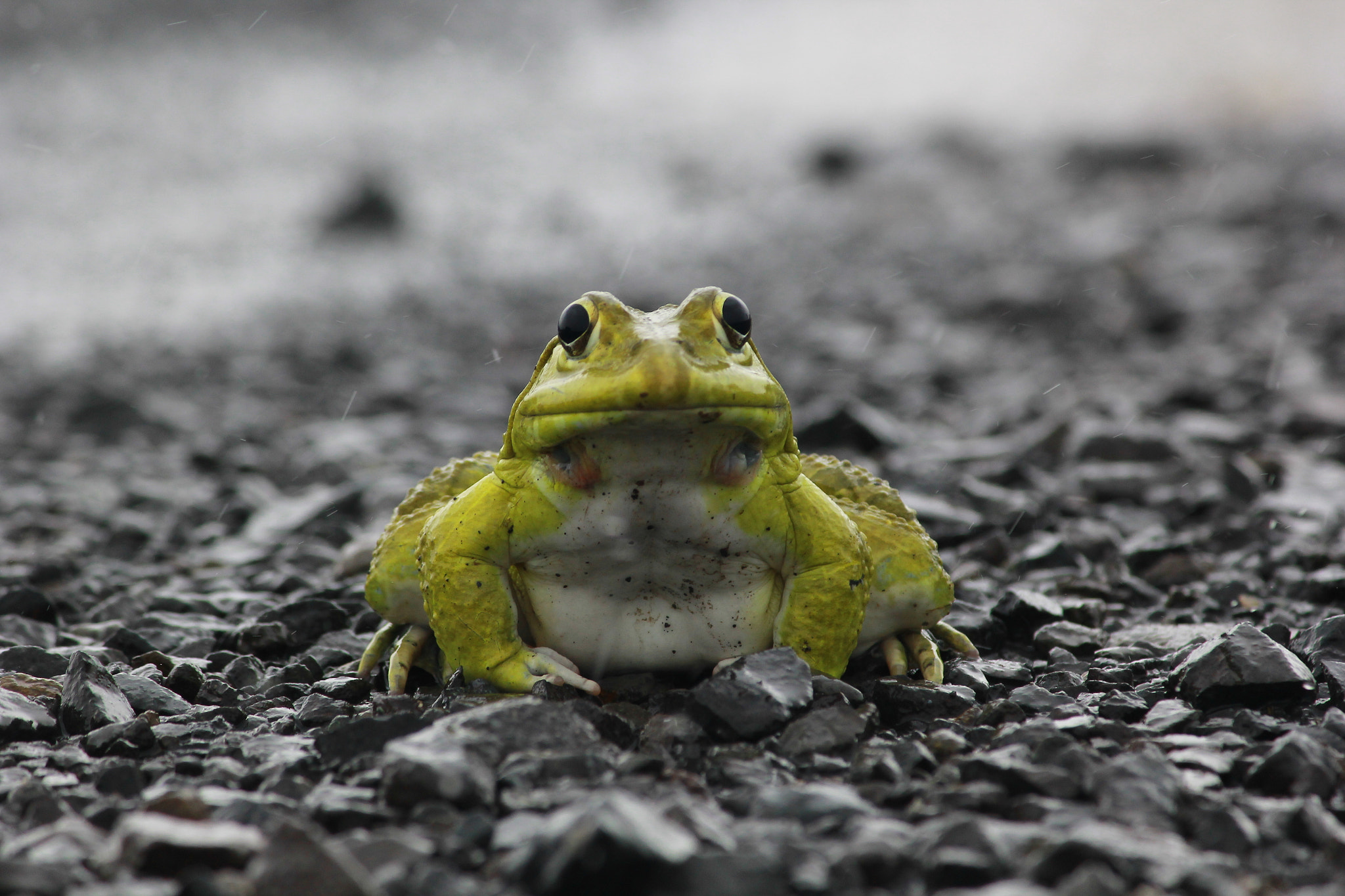 Canon EF-S 55-250mm F4-5.6 IS II sample photo. Frog photography