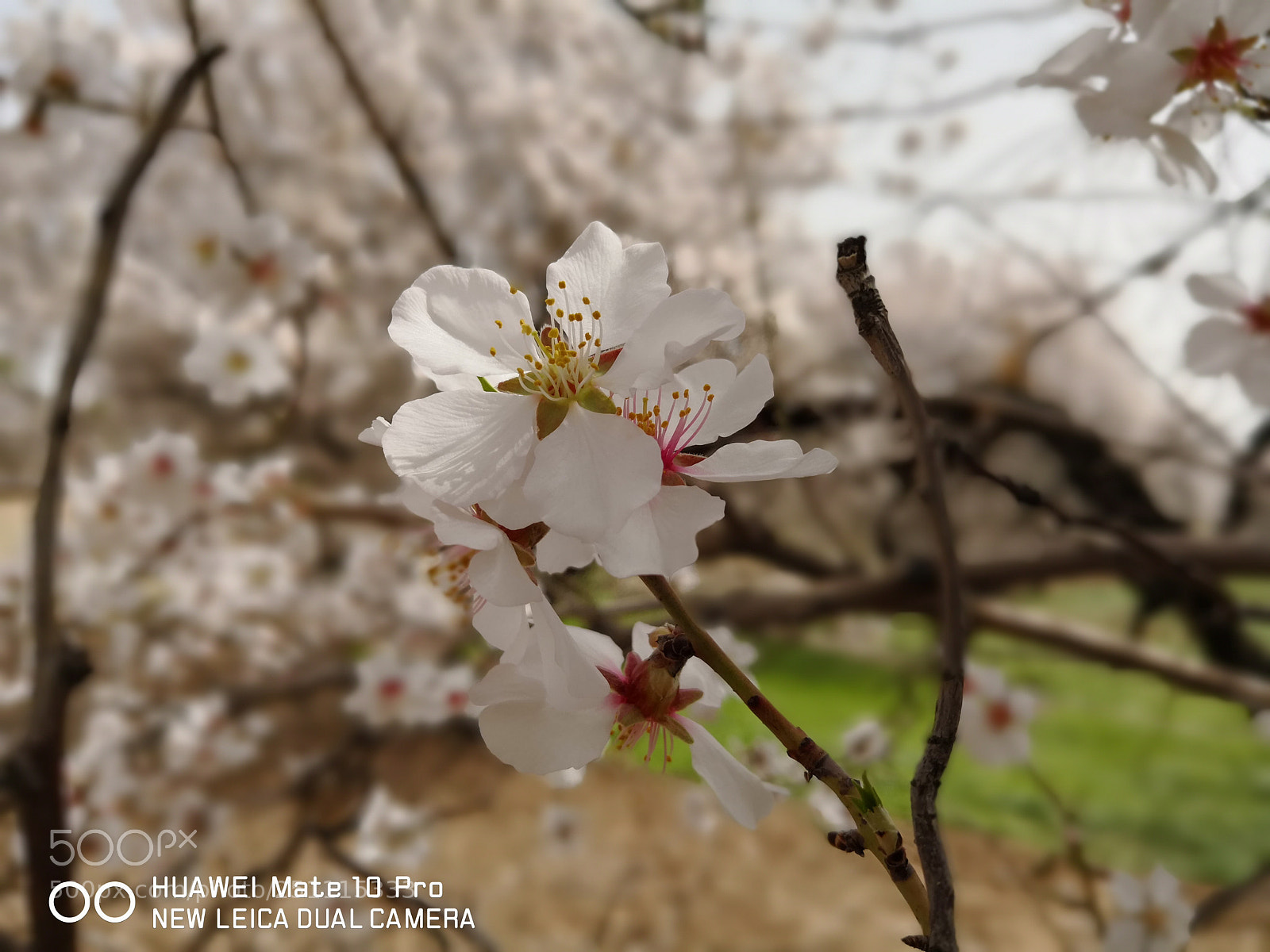 HUAWEI Mate 10 Pro sample photo. Untitled photography