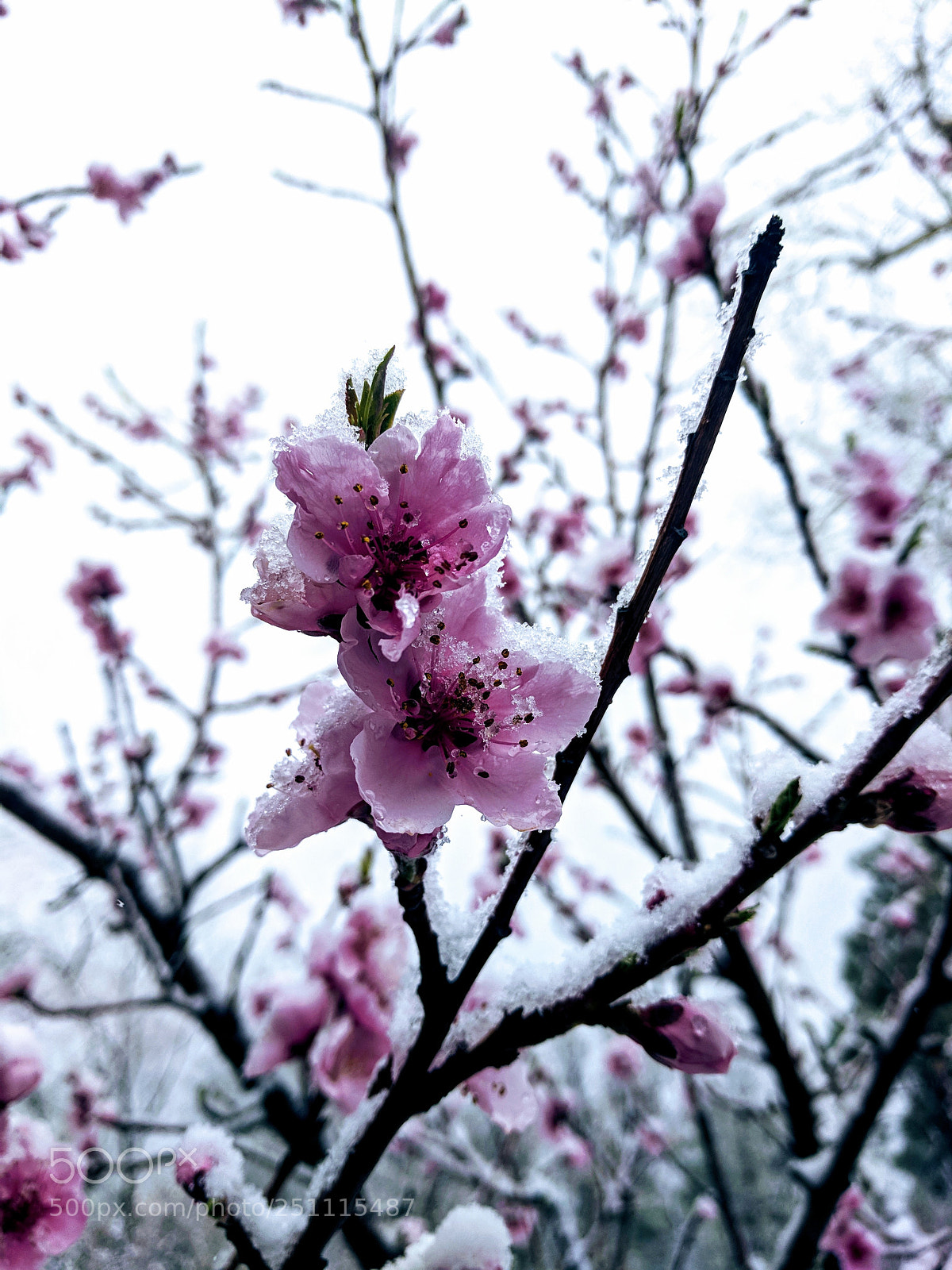 Google Pixel XL sample photo. Springtime in snow photography