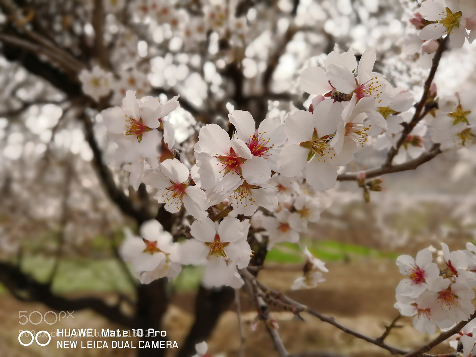 HUAWEI Mate 10 Pro sample photo. Untitled photography