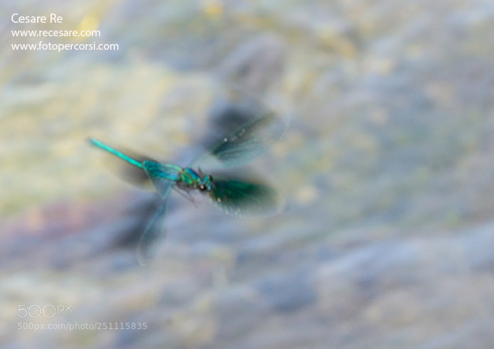 Nikon D800 sample photo. Dagonfly photography
