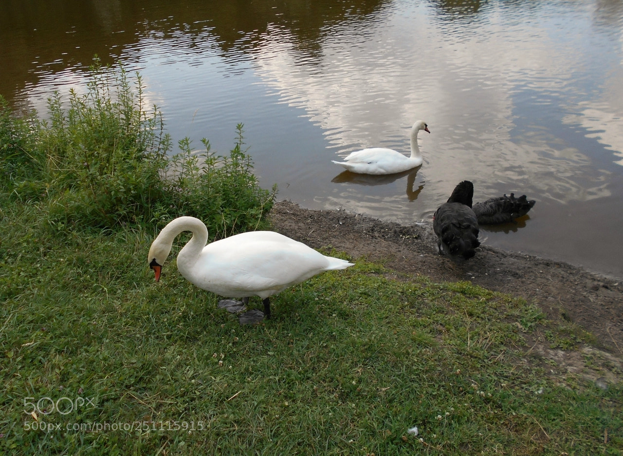 Nikon Coolpix A100 sample photo. Eb corig photography
