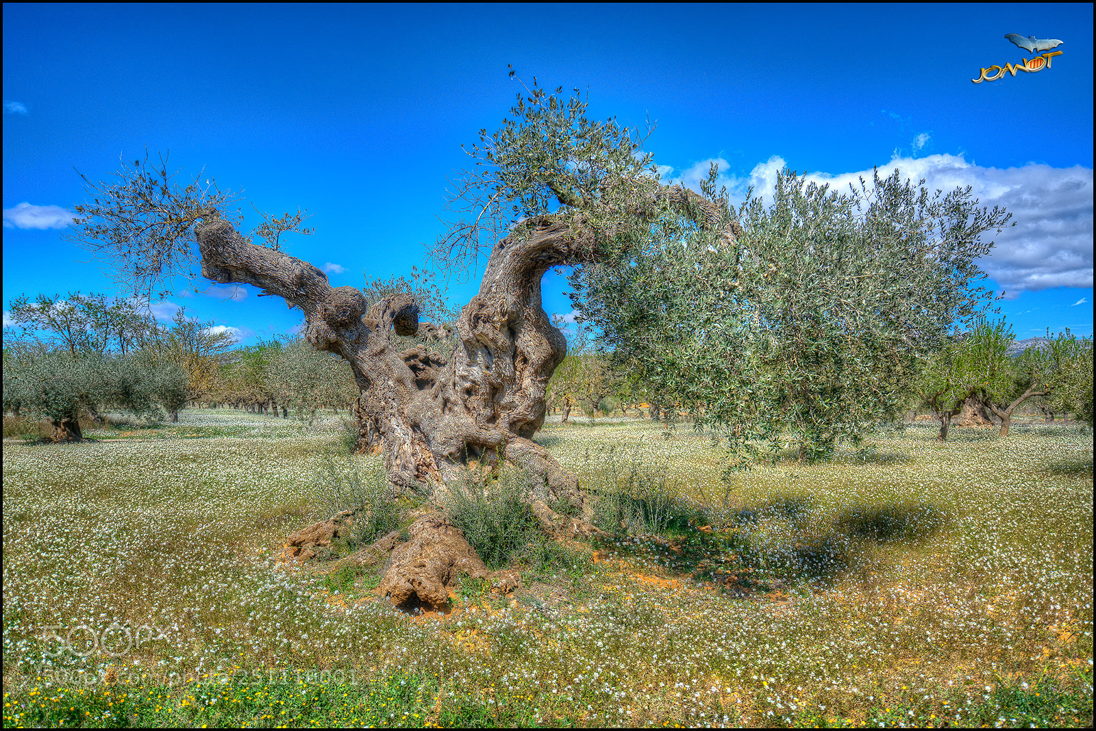 Sony a7R II sample photo. 1702 - la vella olivera photography