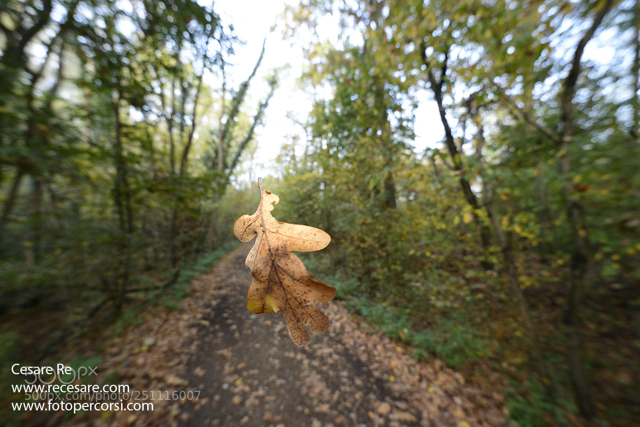 Nikon D800 sample photo. Foglia / leaf photography