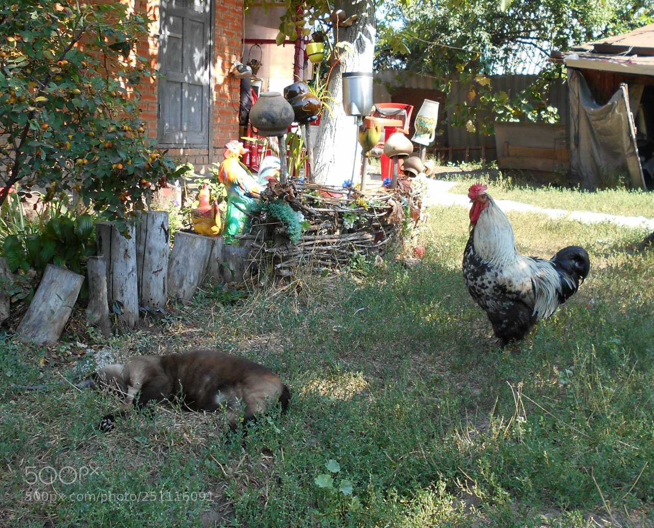 Nikon Coolpix A100 sample photo. Eb fffff orig photography