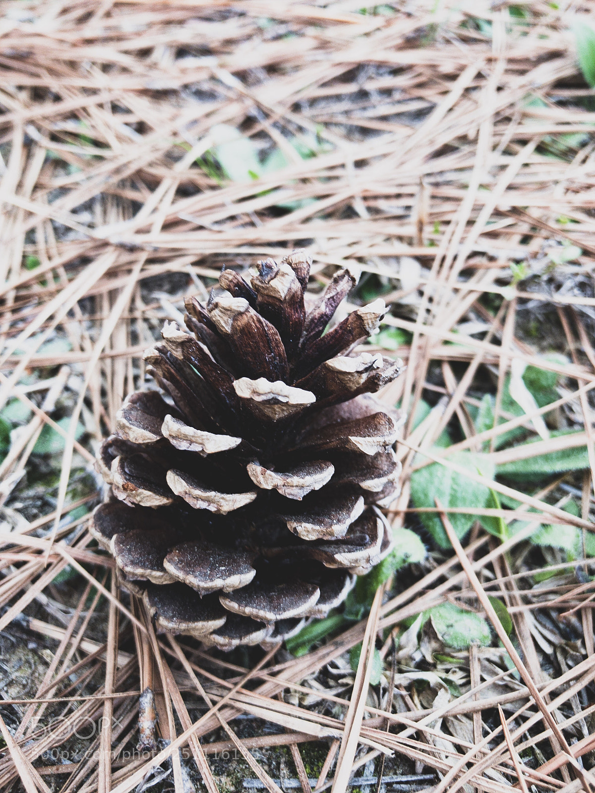 Apple iPhone 7 Plus sample photo. Lonely pine cone  photography