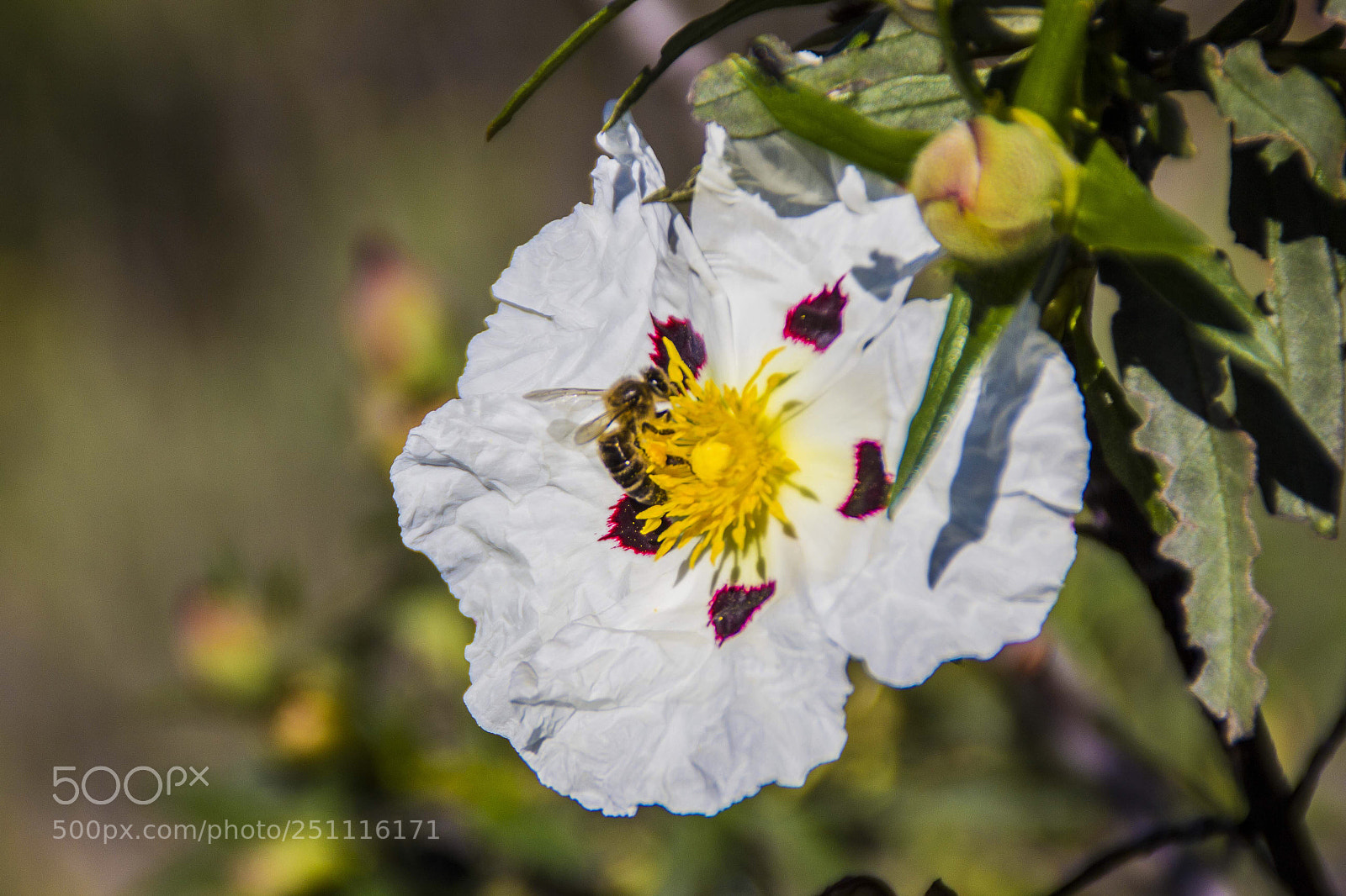 Canon EOS 60D sample photo. Spring  photography