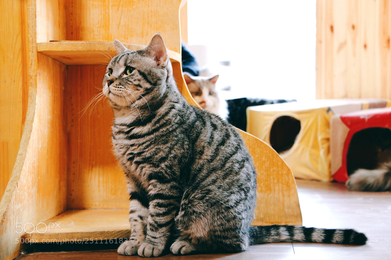 Canon EOS 70D sample photo. 心事 photography