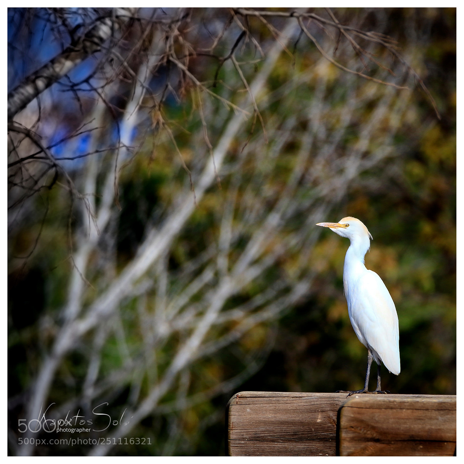 Canon EOS 7D Mark II sample photo. Garceta photography