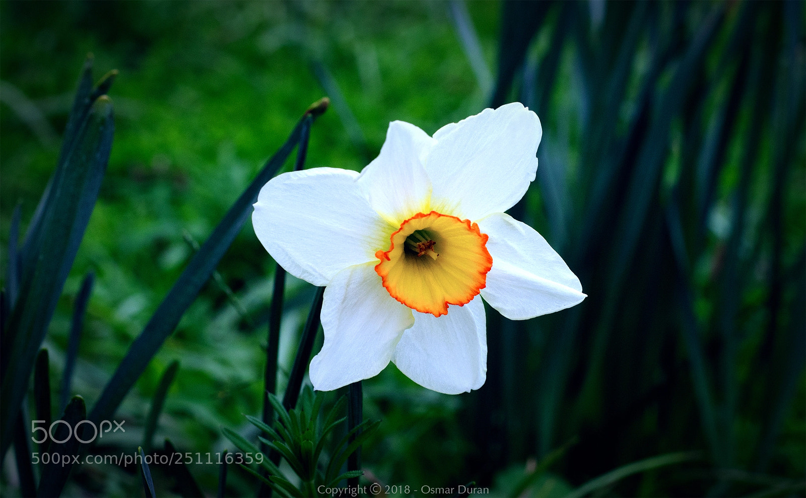 Nikon D300 sample photo. Intense narcissus photography