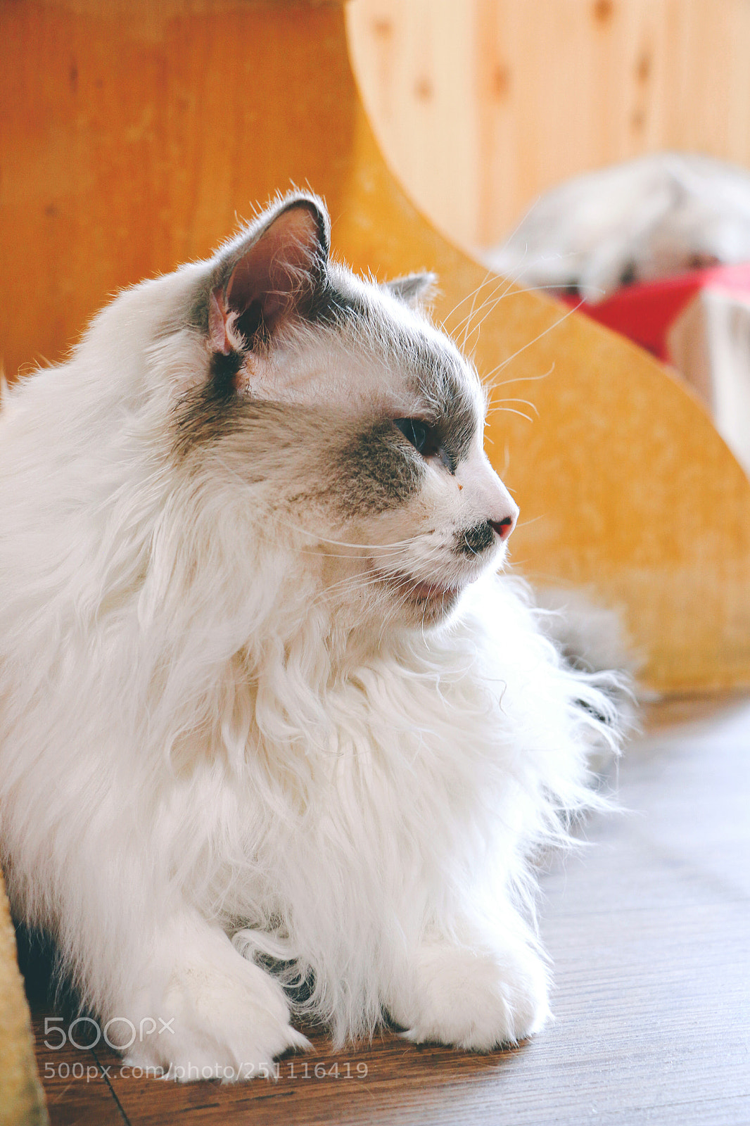 Canon EOS 70D sample photo. 小公主 photography