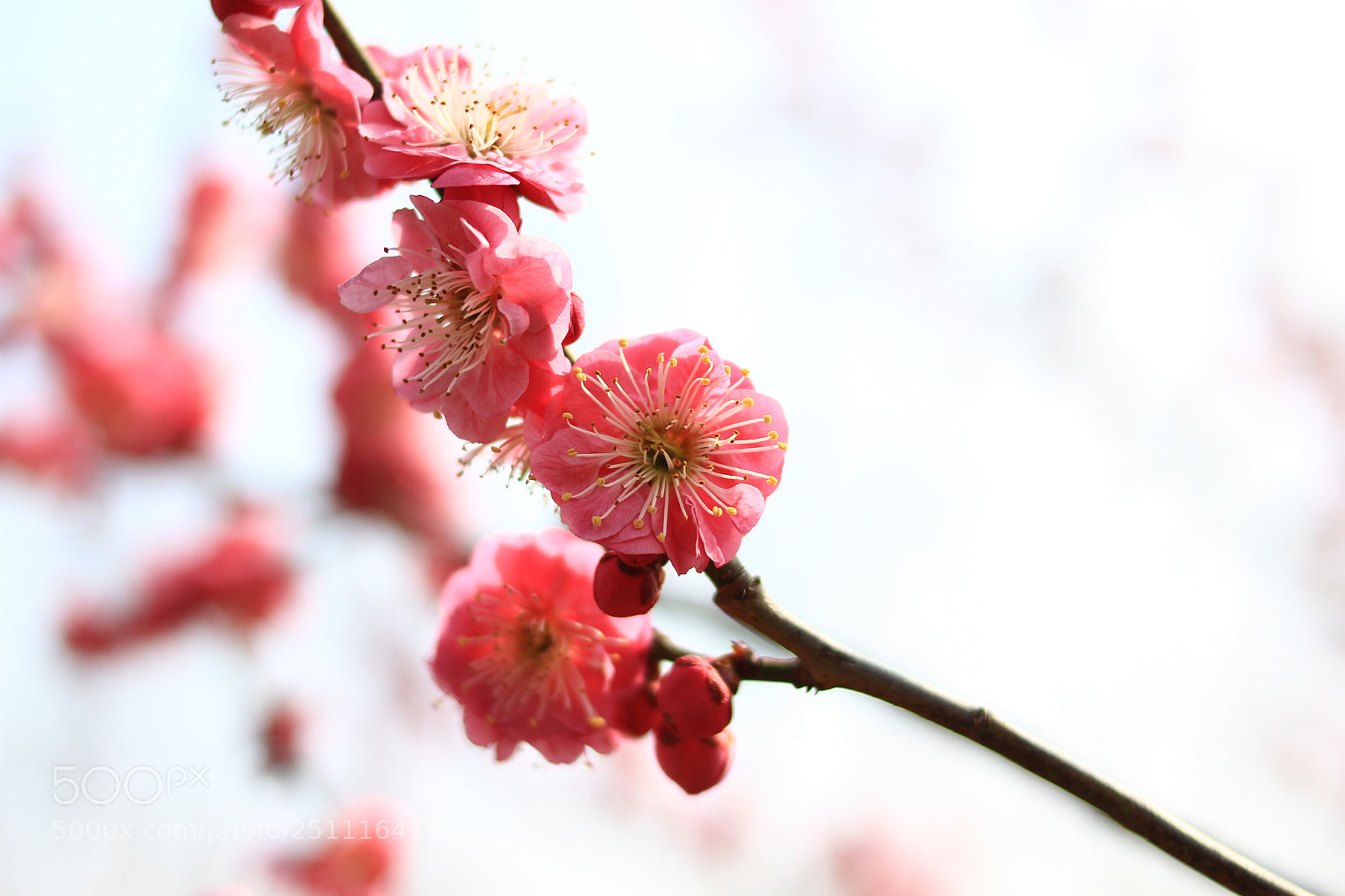 Canon EOS 7D sample photo. Untitled photography