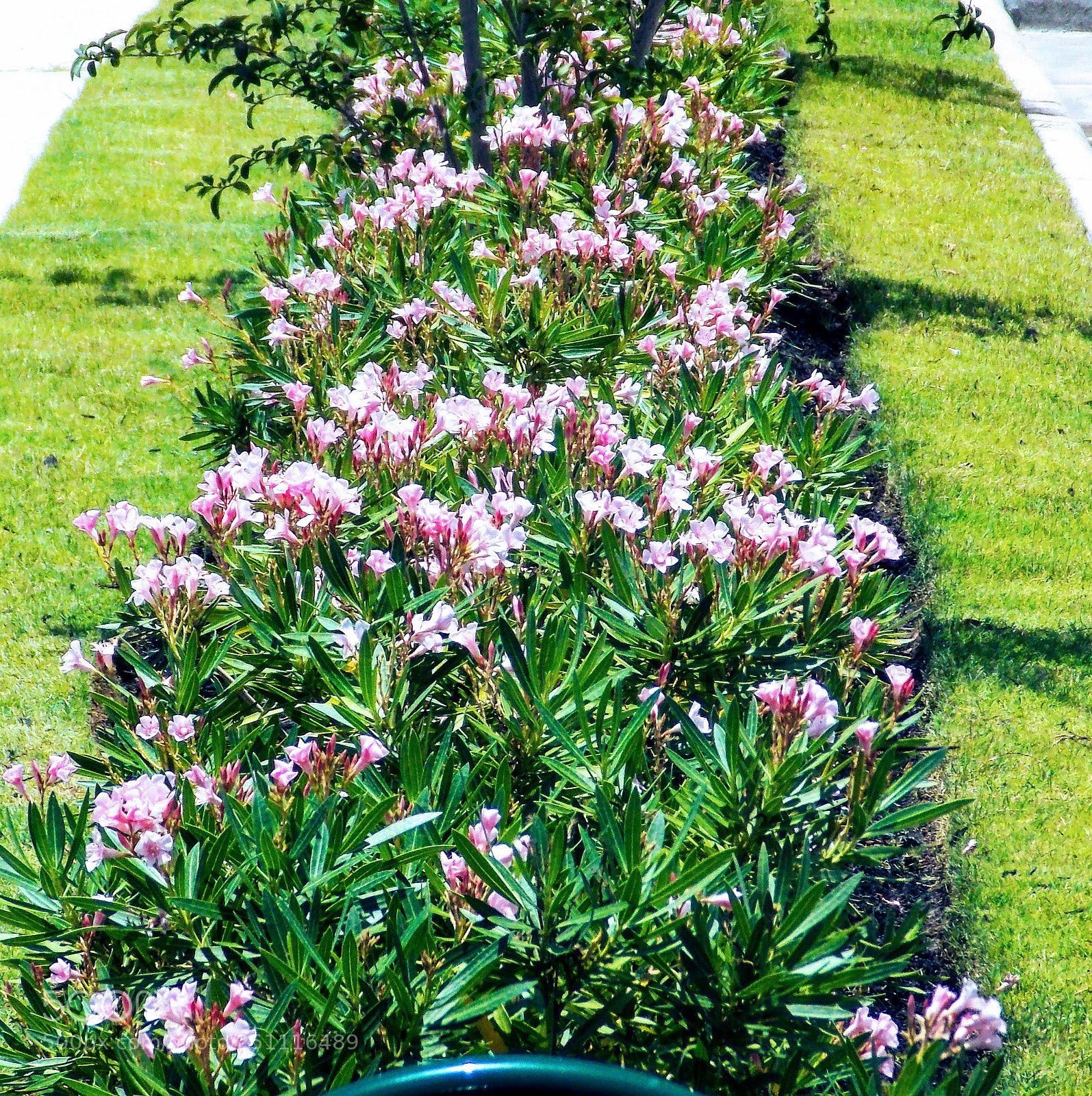 Nikon Coolpix L810 sample photo. Bed of flowers photography