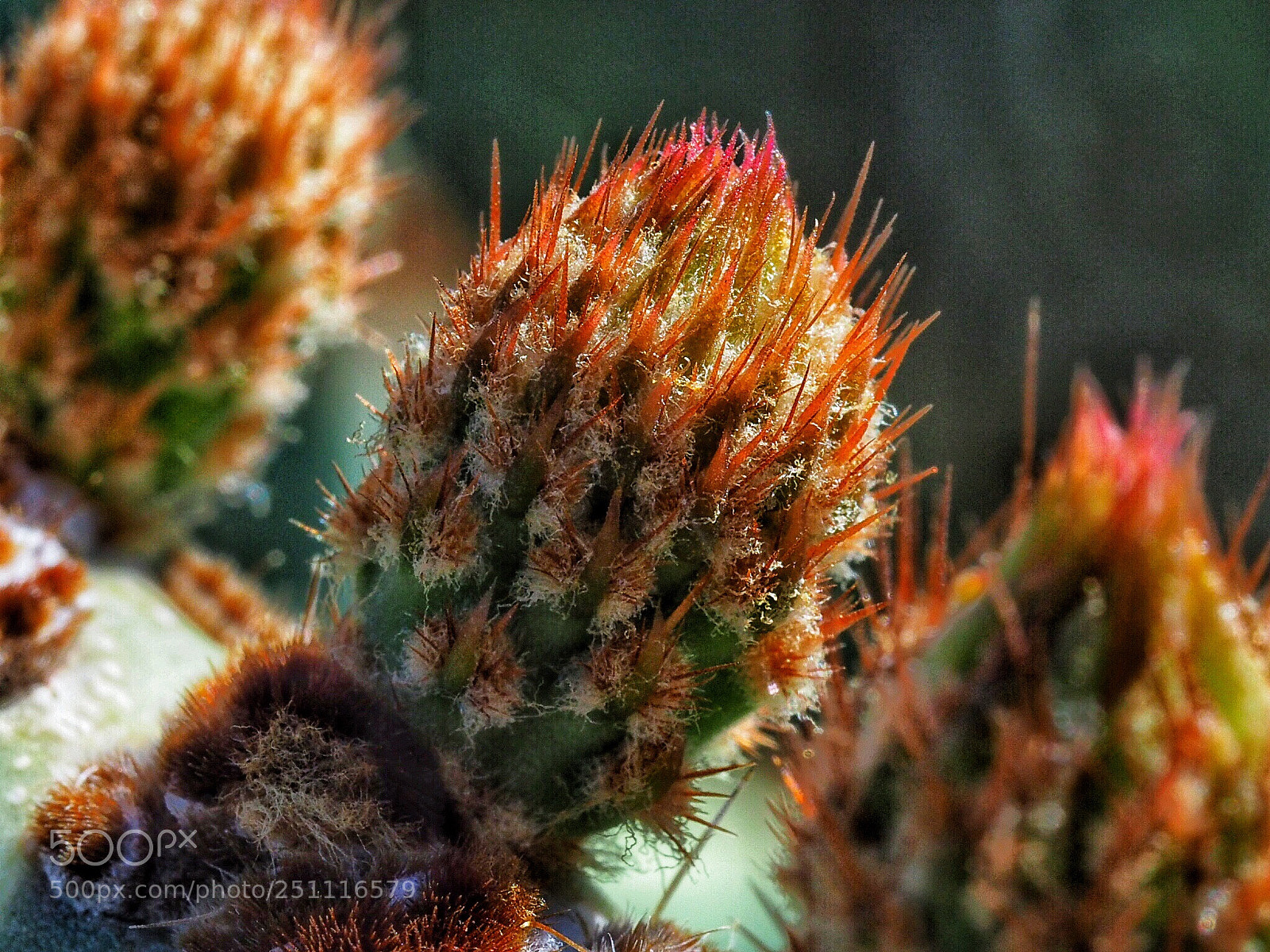 Olympus OM-D E-M10 II sample photo. Beautiful cactus
 photography