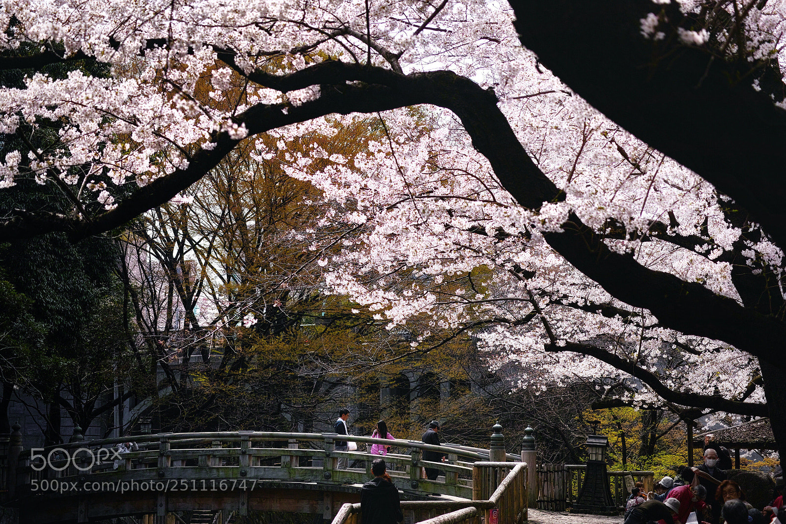 Sigma DP3 Merrill sample photo. Cherry blossoms, japan photography