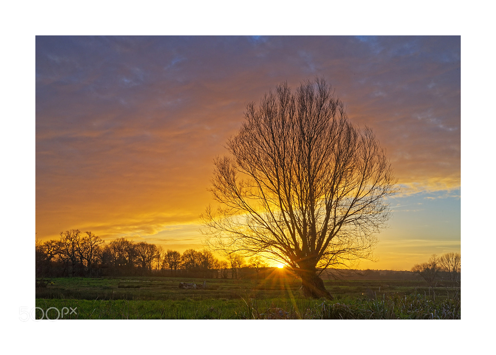 Nikon D610 sample photo. Arbre au marais photography