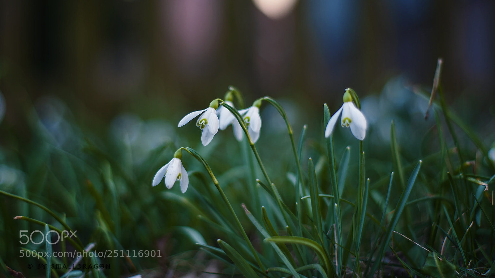 Nikon D5000 sample photo. Snowdrops 2 photography