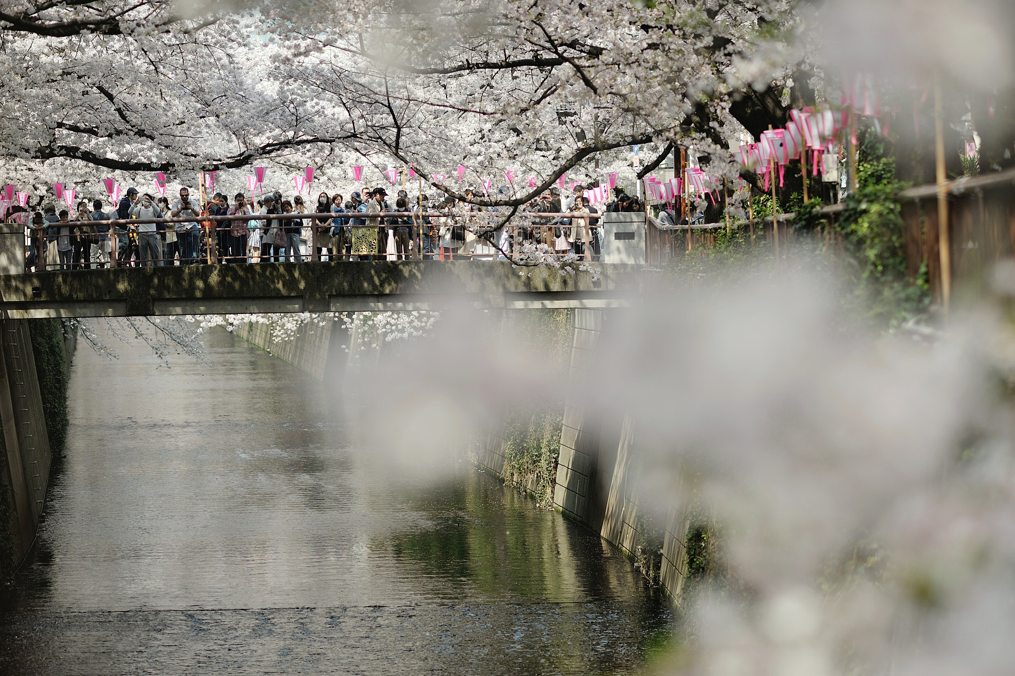 AF DC-Nikkor 135mm f/2D sample photo. Spring for tokyoites photography