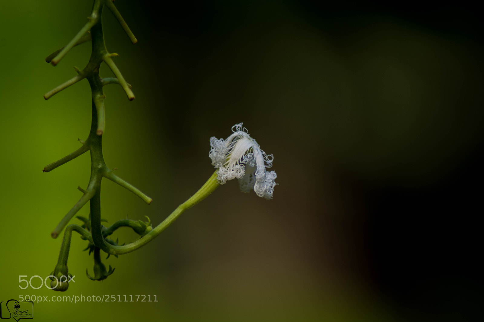 Nikon D7100 sample photo. Flower photography