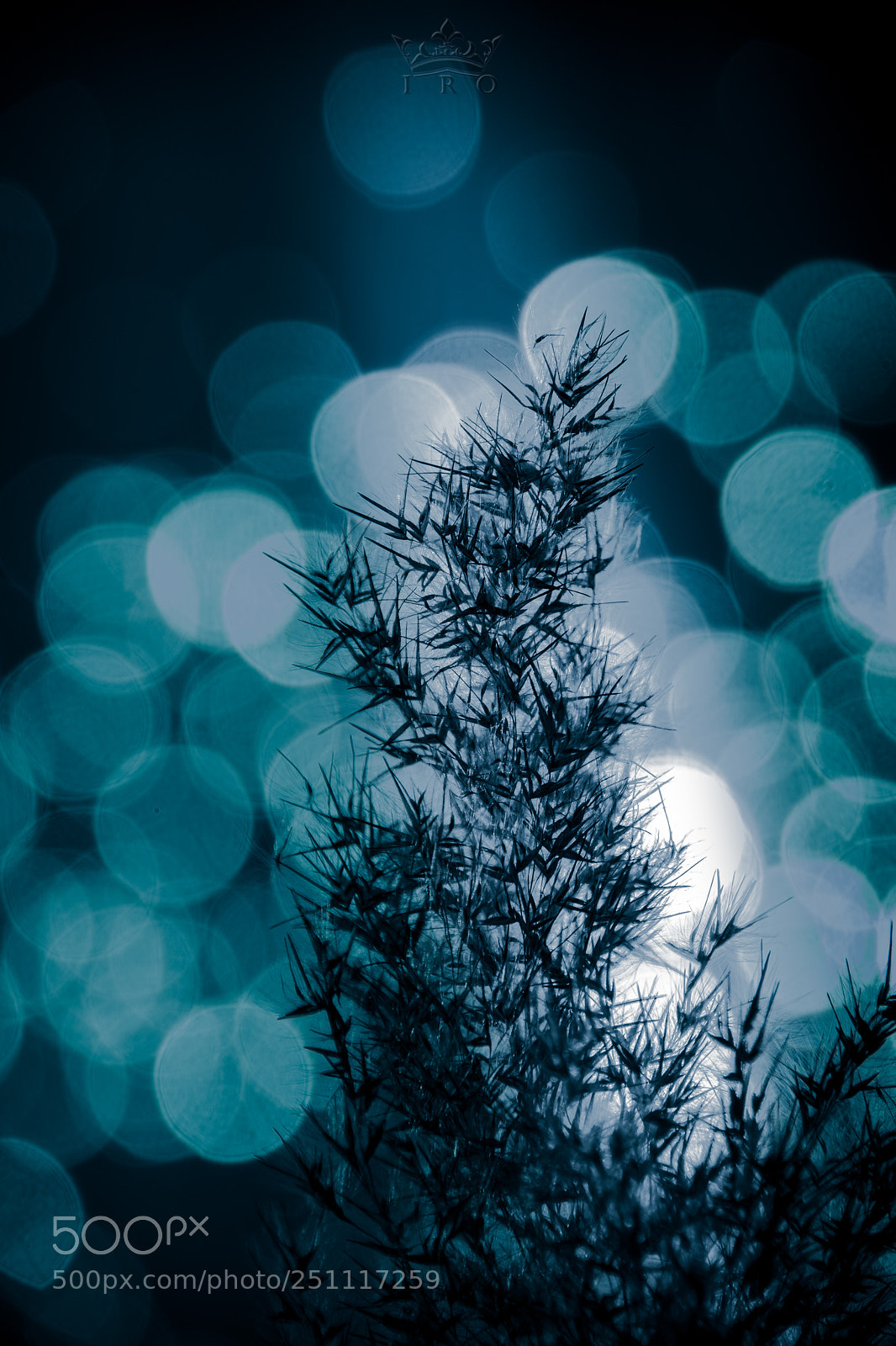 Nikon D3300 sample photo. Bokeh love photography