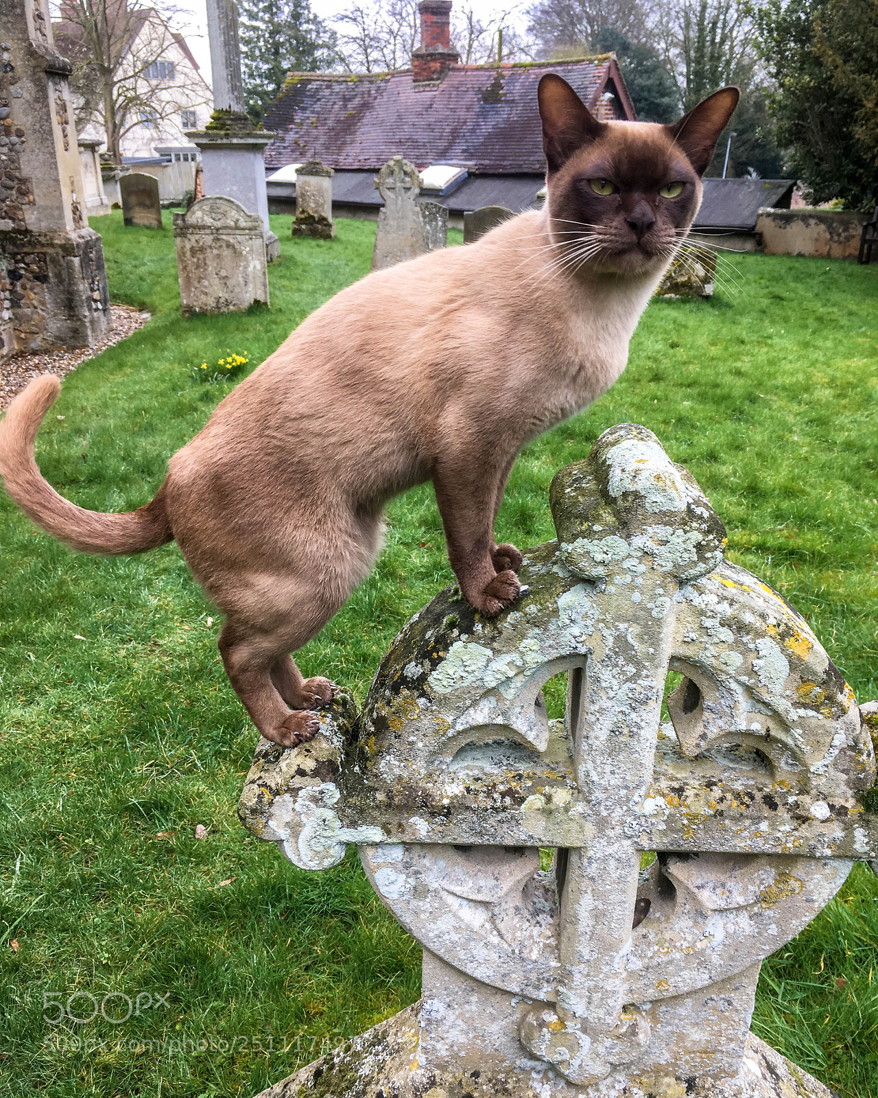 Apple iPhone SE sample photo. Chocolate point siamese cat photography