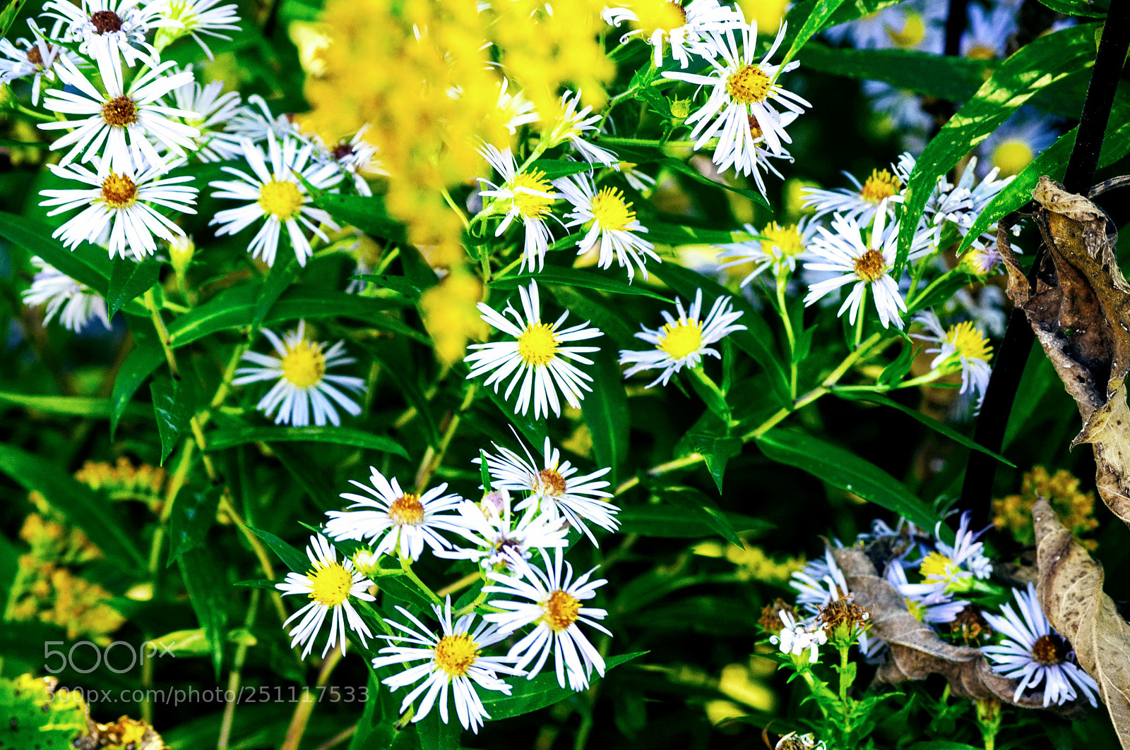 Nikon D5000 sample photo. Untitled photography
