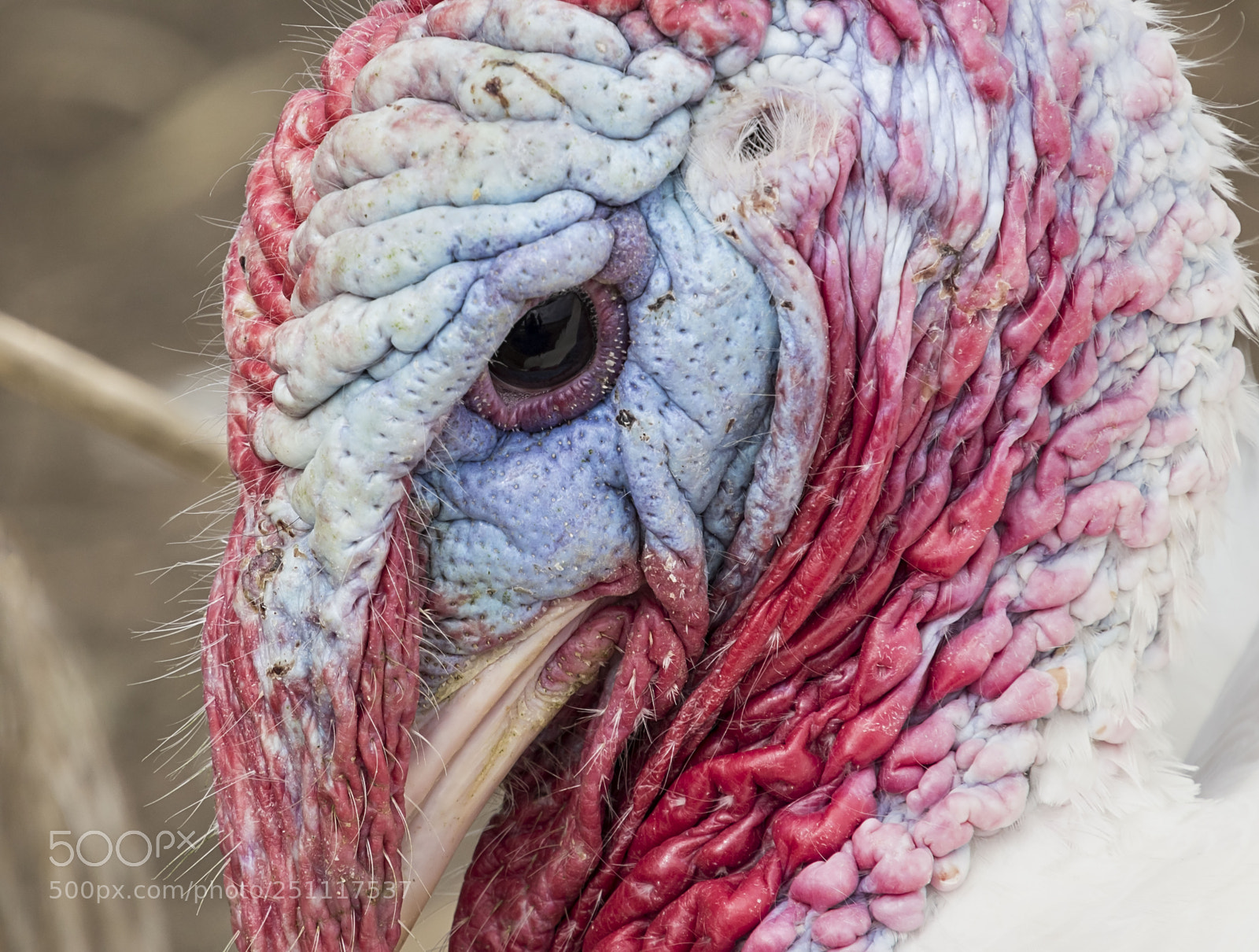 Canon EOS 100D (EOS Rebel SL1 / EOS Kiss X7) sample photo. The white turkey... photography