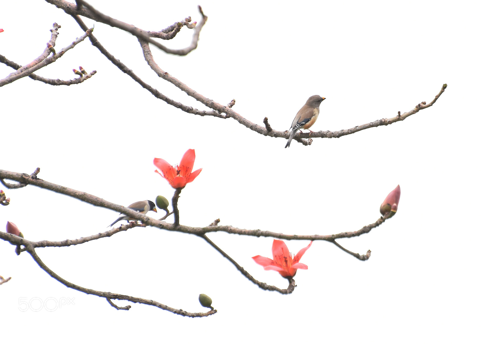 Nikon D7200 sample photo. Untitled photography