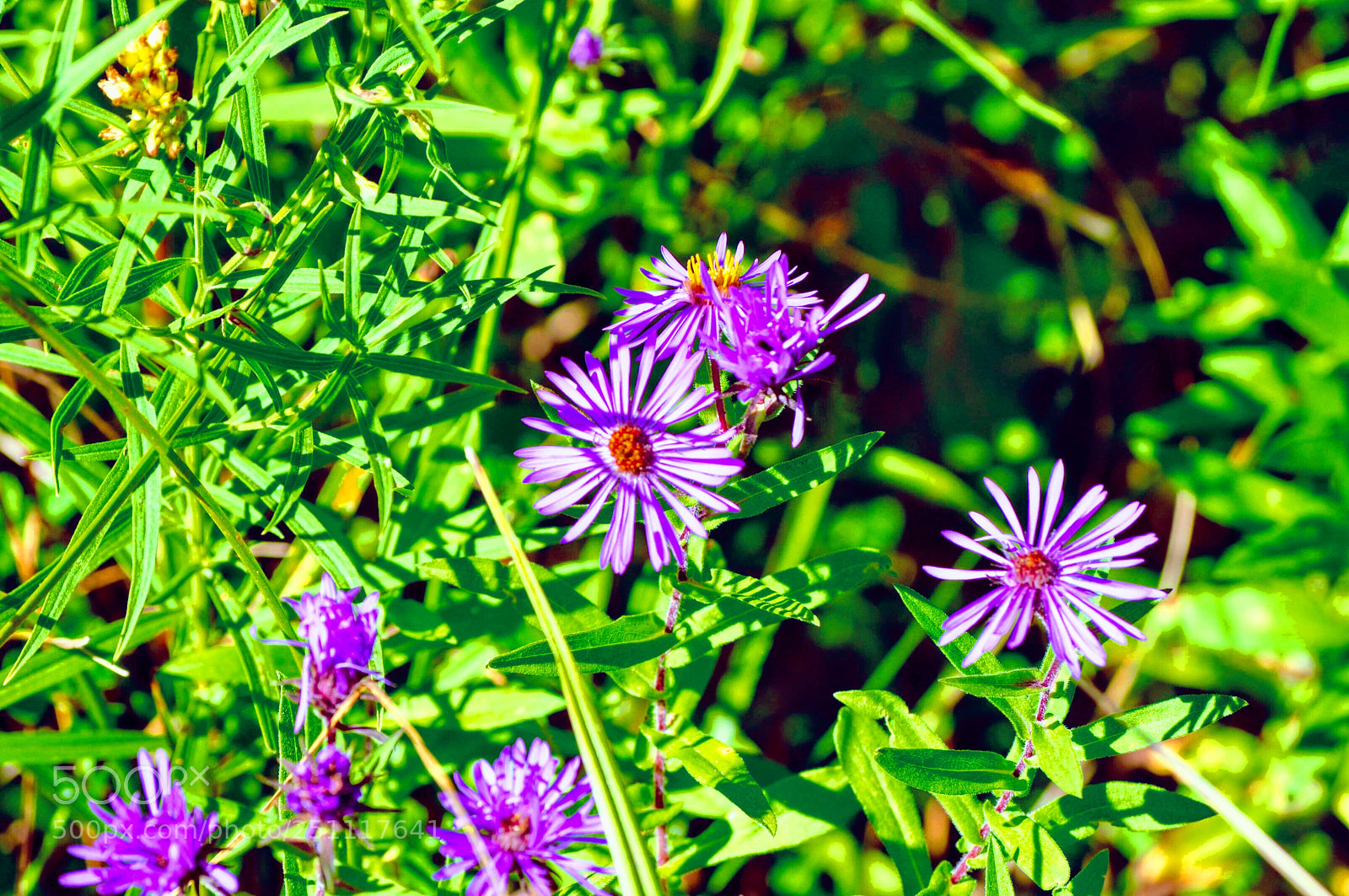 Nikon D5000 sample photo. Color purple photography