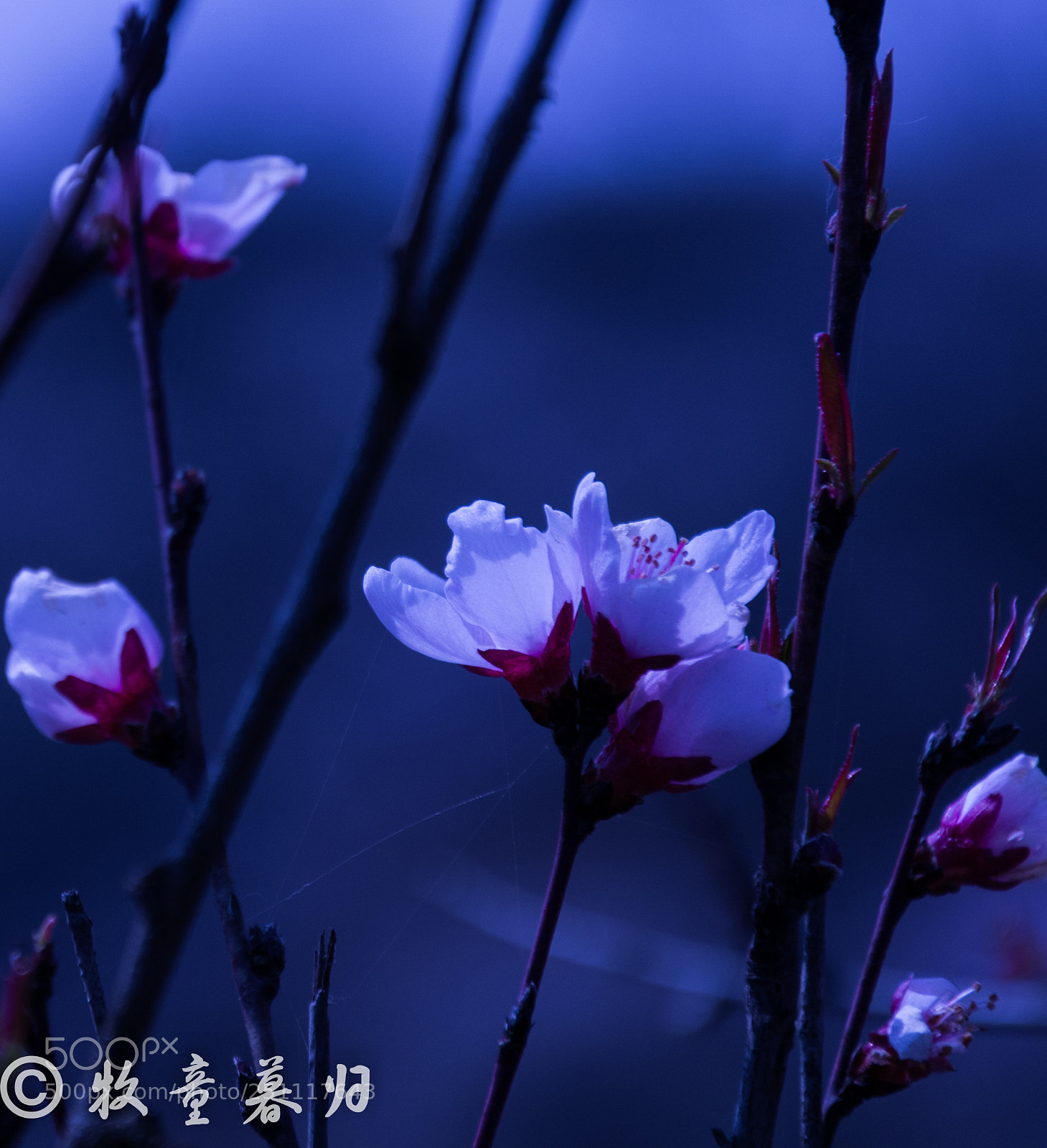 Nikon D7100 sample photo. Untitled photography