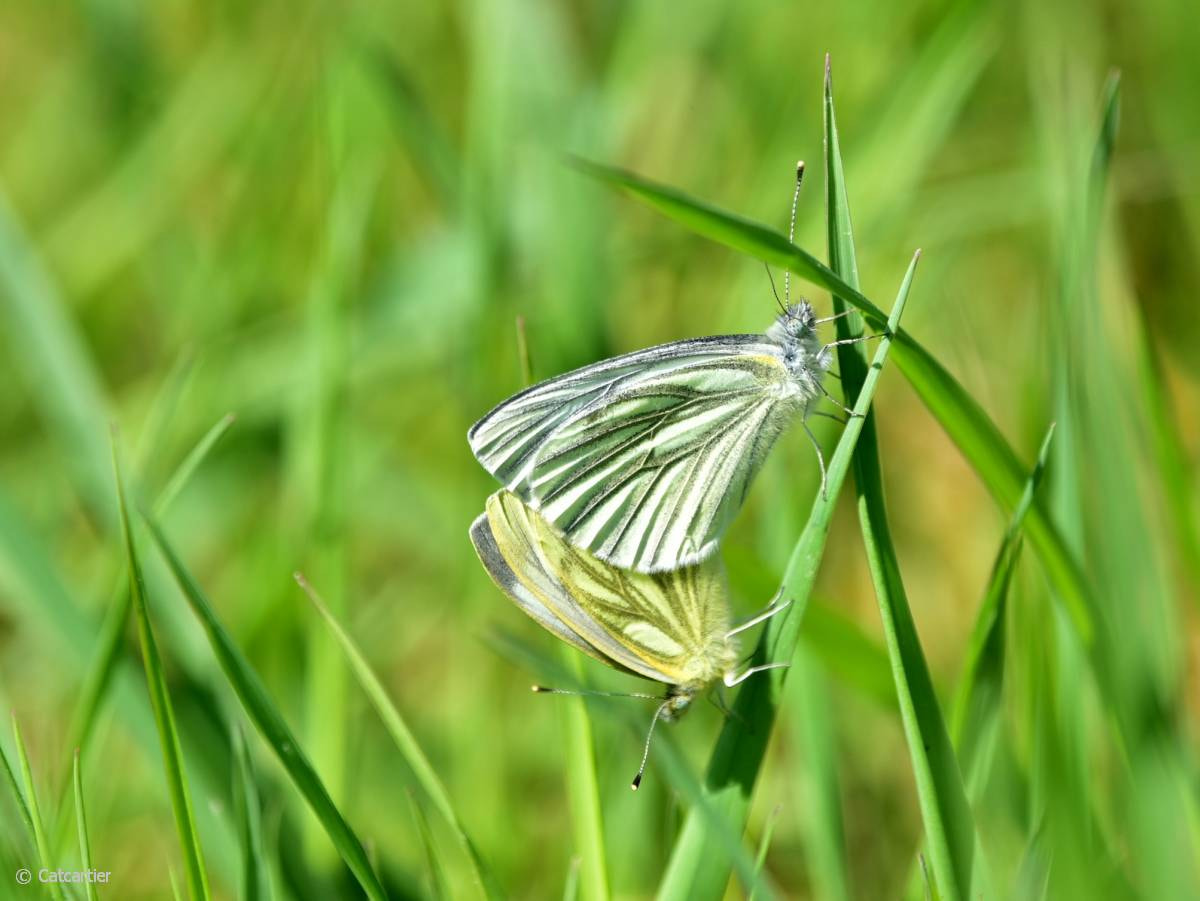 Nikon D750 + Nikon Nikkor AF-S 300mm F4E PF ED VR sample photo. La vie est belle ! photography