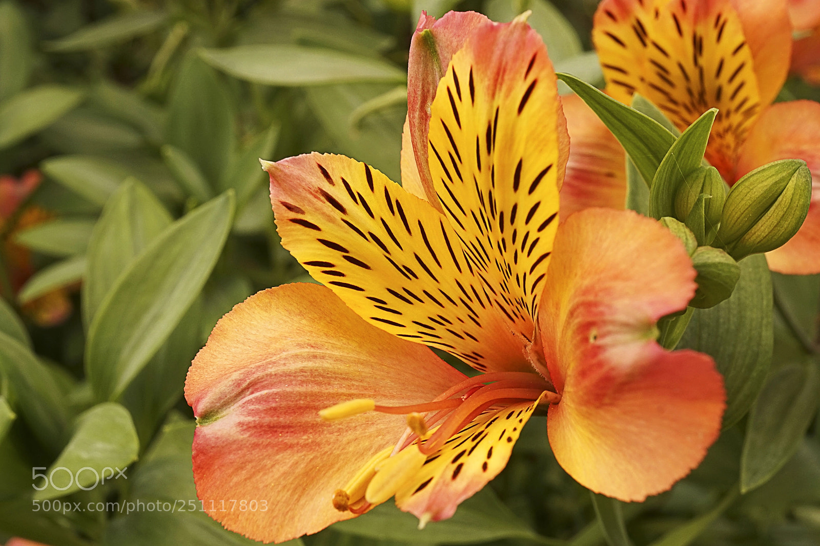 Sony a7 sample photo. Bella photography
