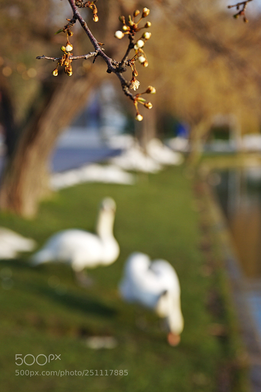 Canon EF 24-70mm F4L IS USM sample photo. Spring start photography
