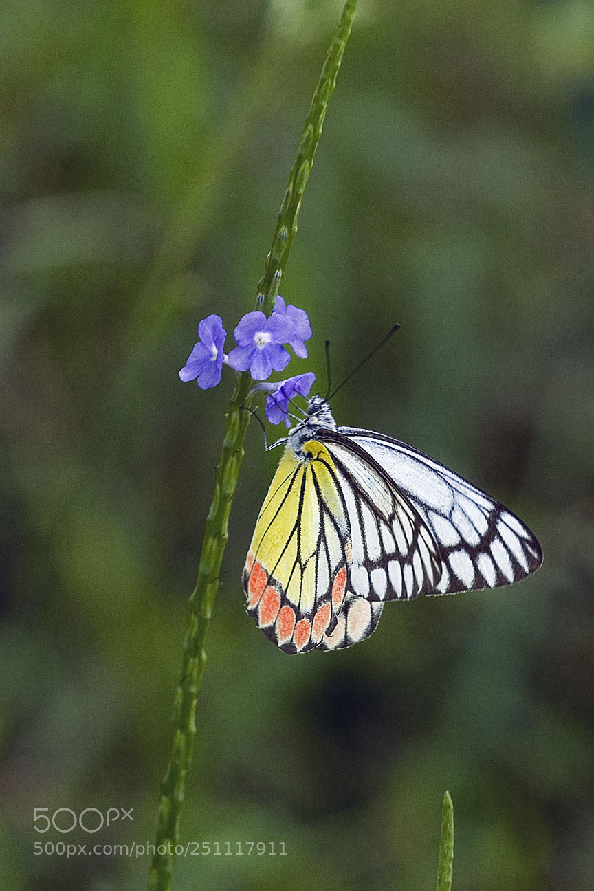 Nikon D80 sample photo. Butterfly photography